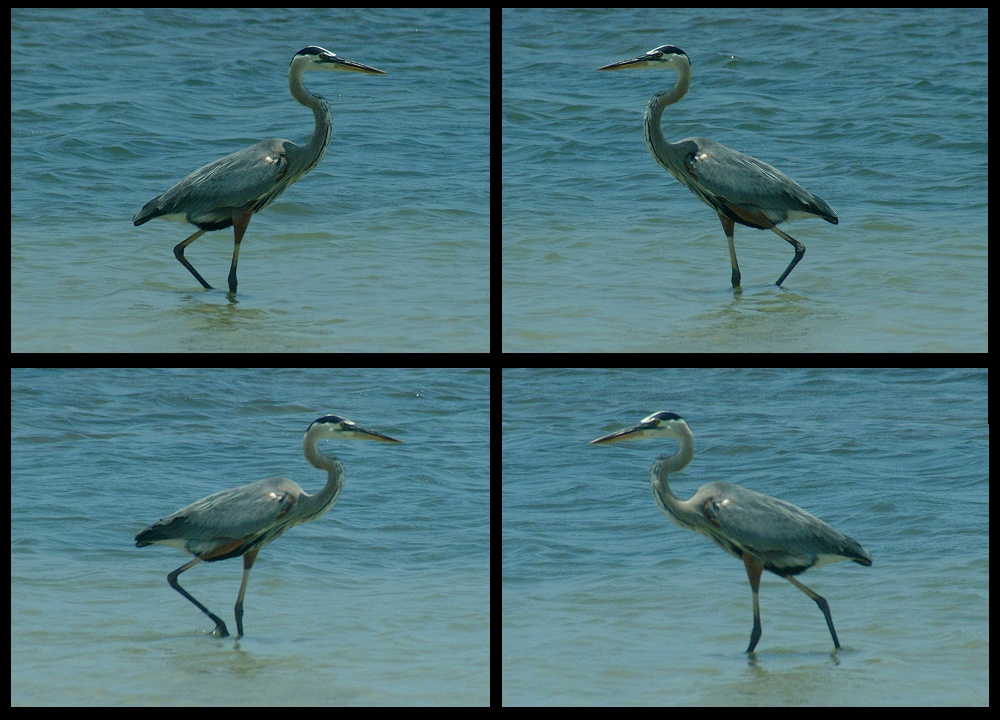 (03) blue heron montage.jpg   (1000x720)   278 Kb                                    Click to display next picture